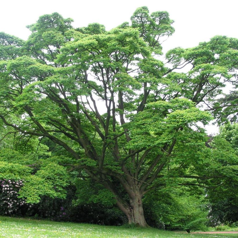 Phellodendron amurense - Arbre au liège de l'Amour (Port)