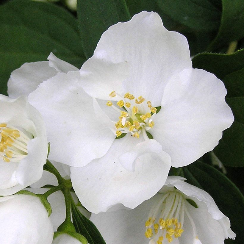 Philadelphus Bouquet Blanc - Seringat (Floraison)