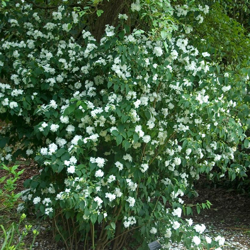 Philadelphus Bouquet Blanc - Seringat (Port)