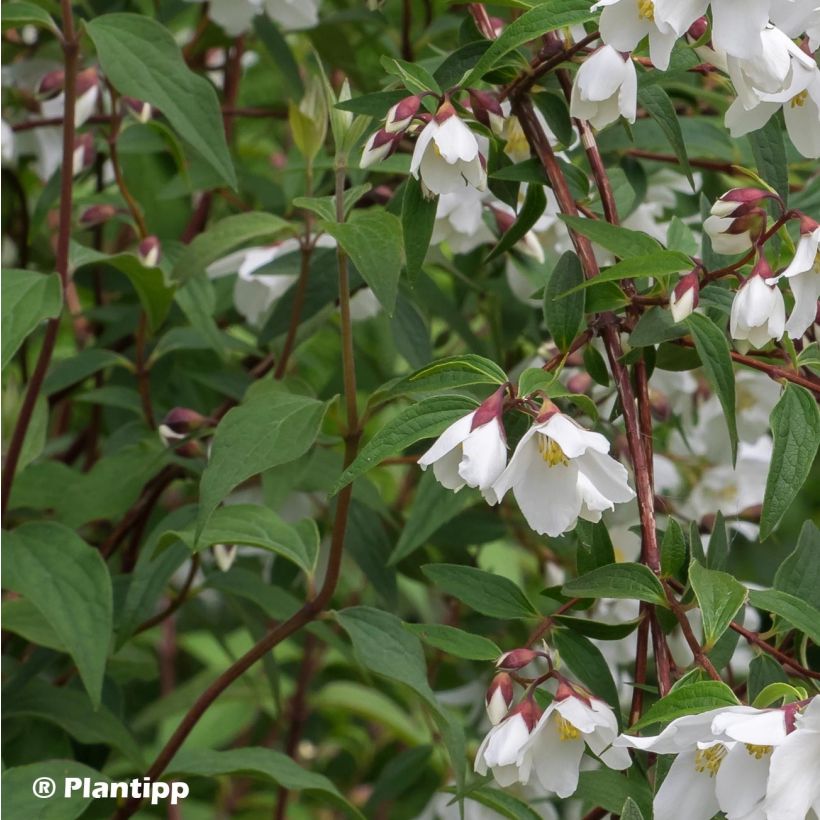 Philadelphus Dainty Lady - Seringat  (Feuillage)