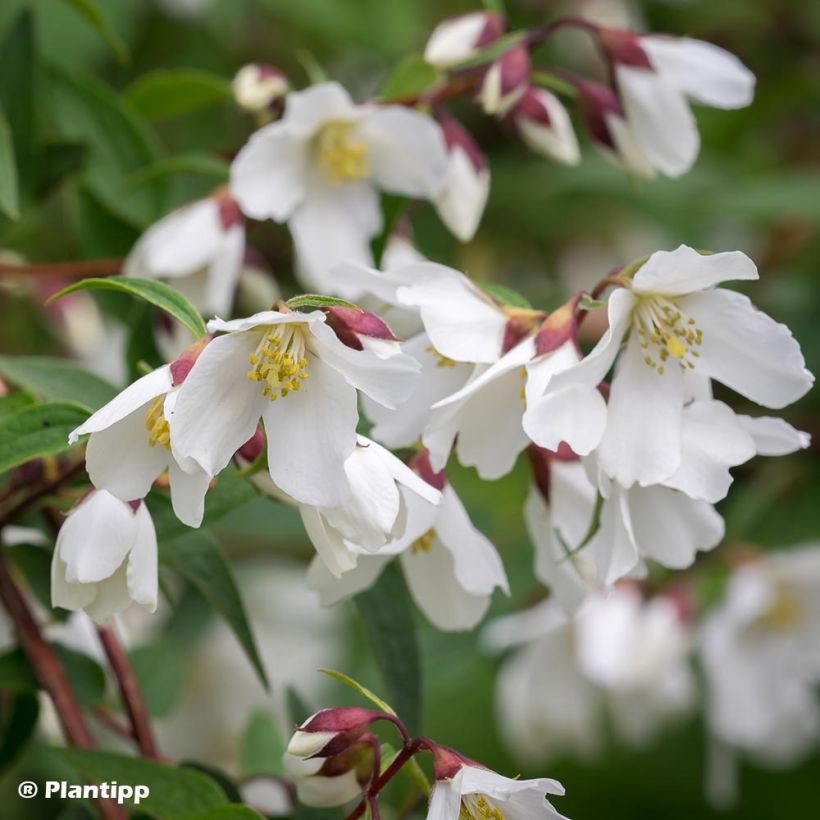 Philadelphus Dainty Lady - Seringat  (Floraison)