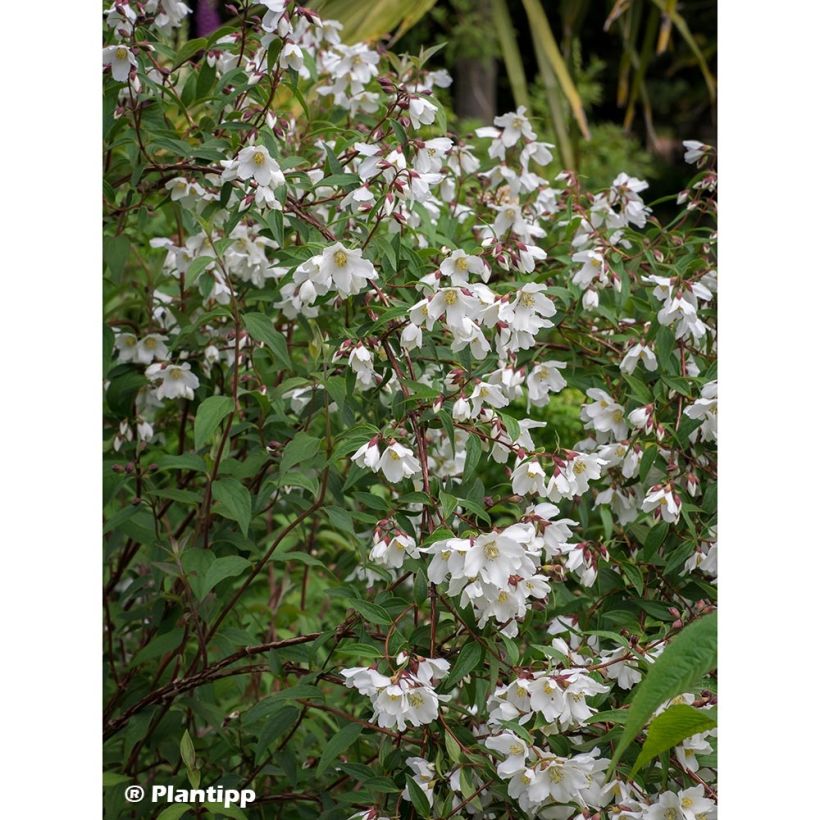 Philadelphus Dainty Lady - Seringat  (Port)