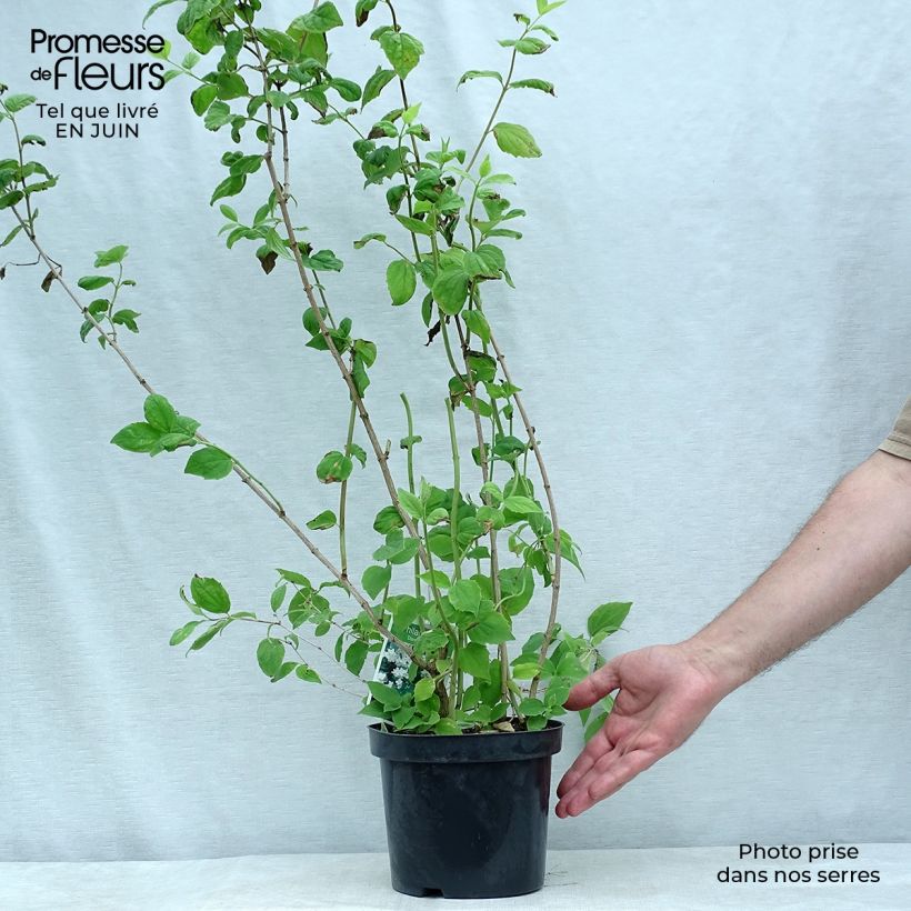Spécimen de Philadelphus Dame Blanche - Seringat Pot de 3L/4L tel que livré en été