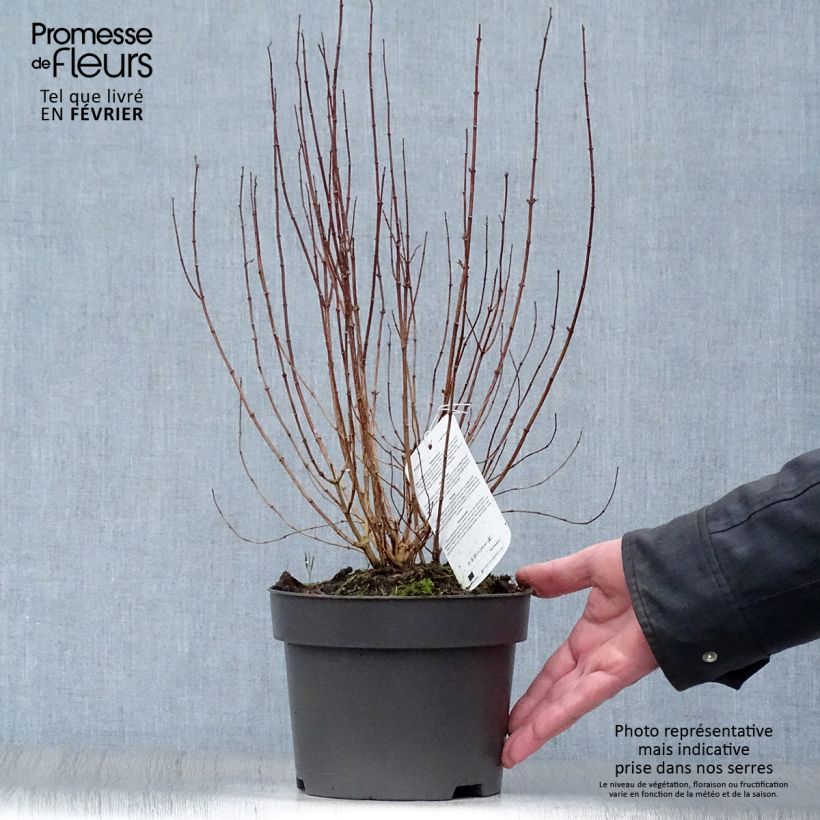 Spécimen de Philadelphus Dame Blanche - Seringat tel que livré en hiver