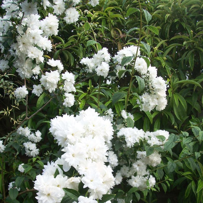 Seringat - Philadelphus Frosty Morn (Floraison)