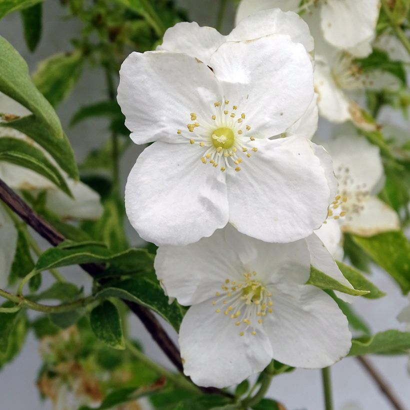 Seringat des Jardins - Philadelphus Innocence (Floraison)