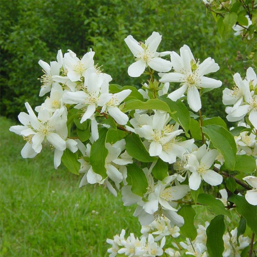 Seringat de Lemoine - Philadelphus Lemoinei (Floraison)