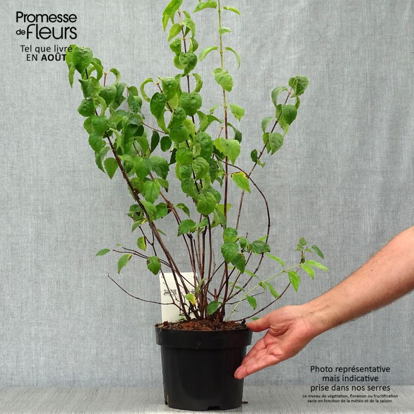 Spécimen de Seringat Minnesota Snowflake - Philadelphus virginalis Pot de 2L/3L tel que livré en été