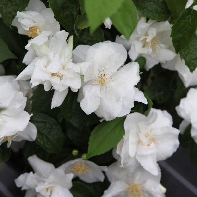 Seringat blanc - Philadelphus Natchez (Floraison)