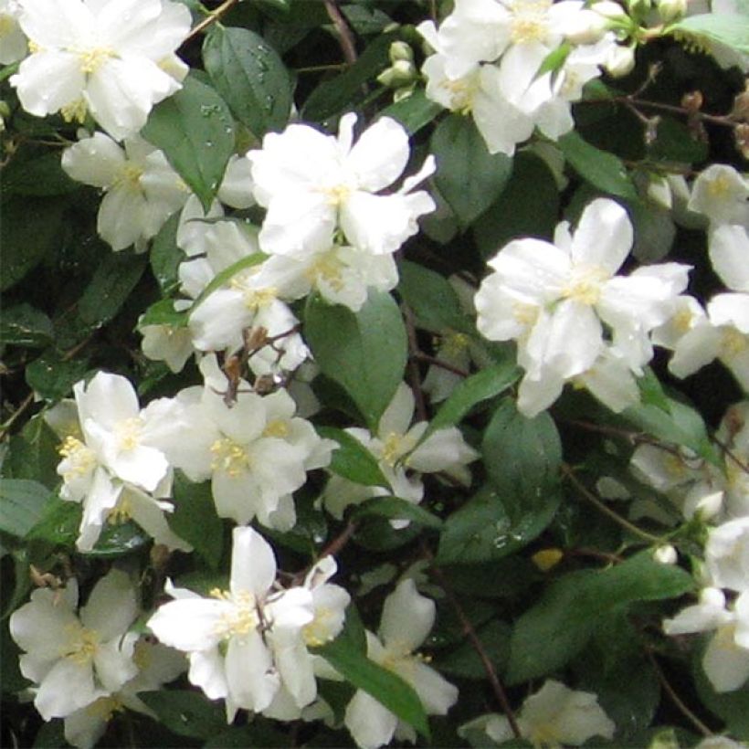 Philadelphus Virginal - Seringat blanc (Floraison)