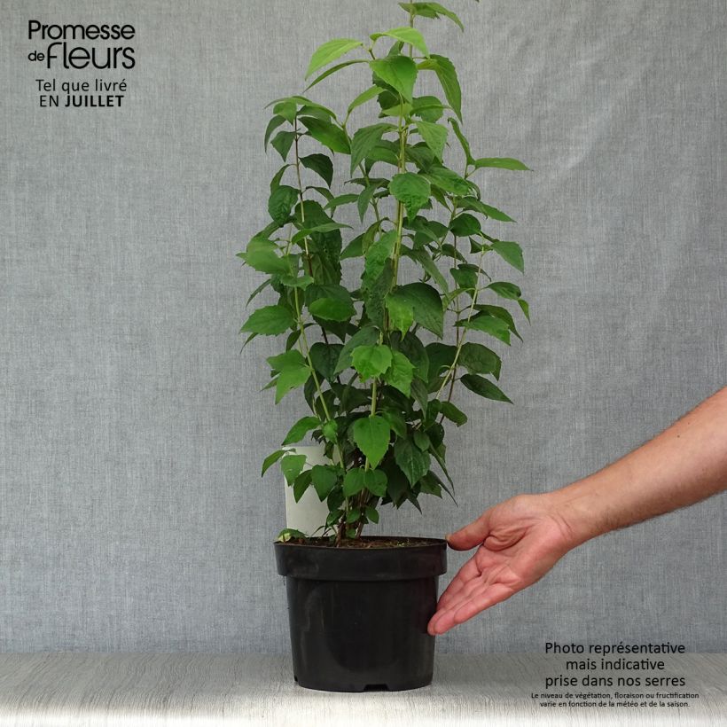 Spécimen de Philadelphus Virginal - Seringat blanc Pot de 3L/4L tel que livré en été