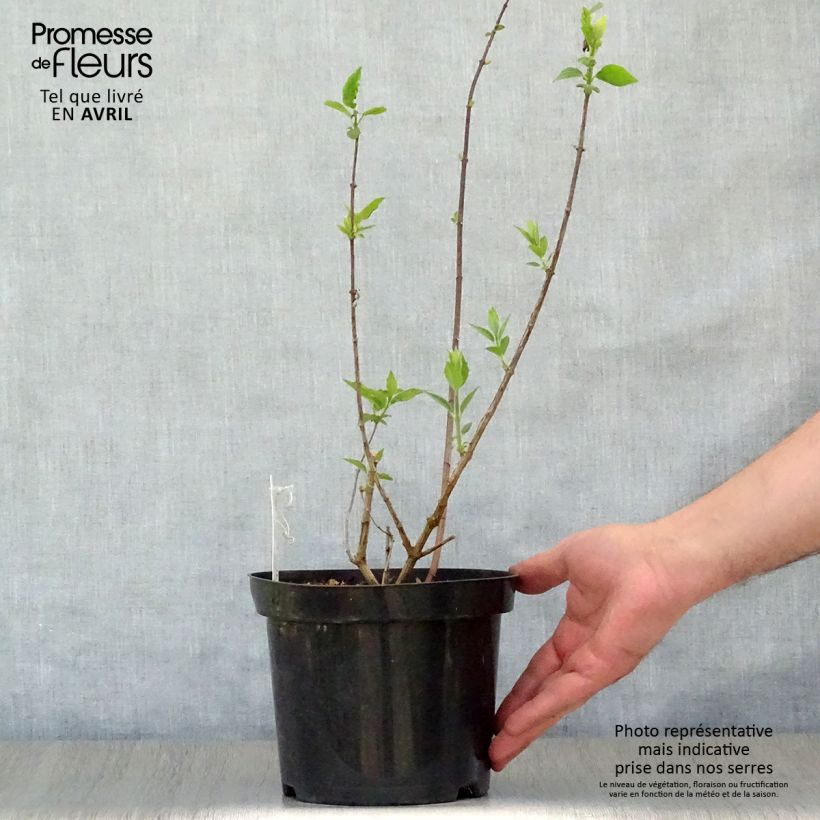 Spécimen de Philadelphus Virginal - Seringat blanc Pot de 3L/4L tel que livré au printemps