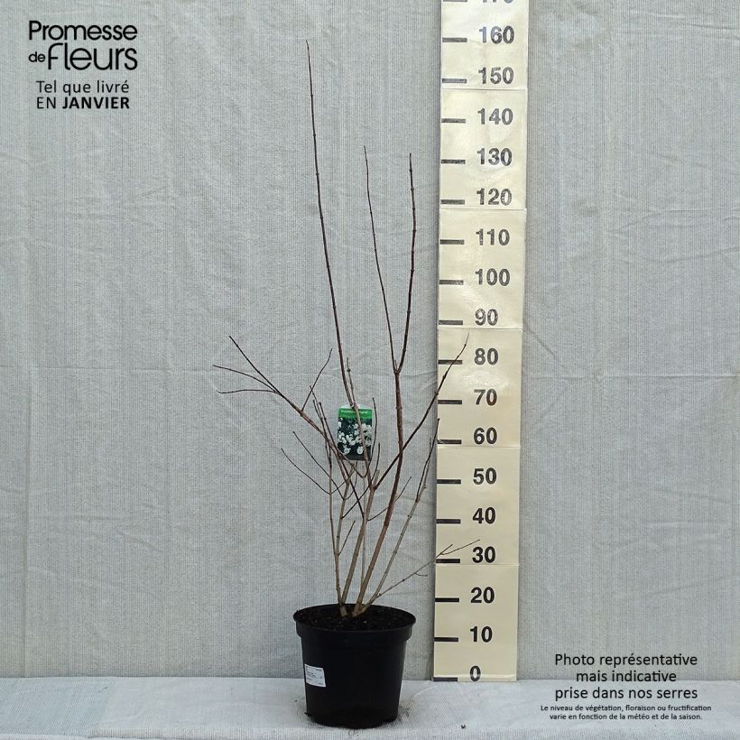 Spécimen de Philadelphus Virginal - Seringat blanc tel que livré en hiver