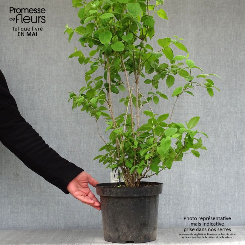 Spécimen de Philadelphus Virginal - Seringat blanc en pot de 7,5L/10L tel que livré au printemps