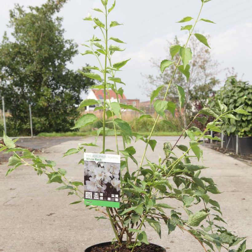 Exemple de spécimen de Seringat - Philadelphus White Rock (Pekphil) Pot de 4L/5L tel que livré
