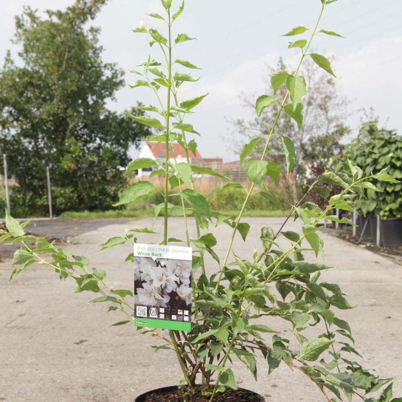 Exemple de spécimen de Seringat - Philadelphus White Rock (Pekphil) tel que livré