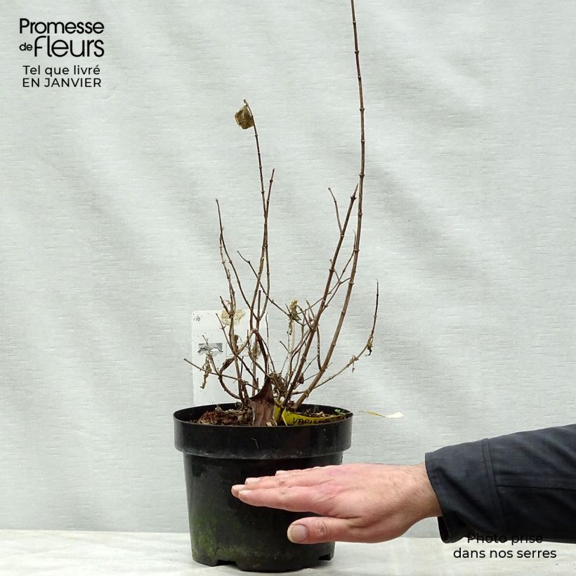Spécimen de Seringat des jardins - Philadelphus coronarius Variegatus tel que livré en hiver
