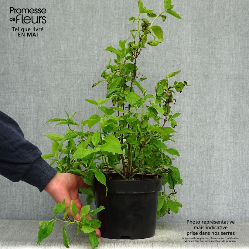 Spécimen de Philadelphus coronarius en pot de 3/4L tel que livré au printemps