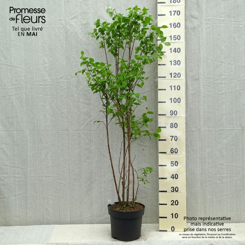 Spécimen de Philadelphus coronarius tel que livré en printemps