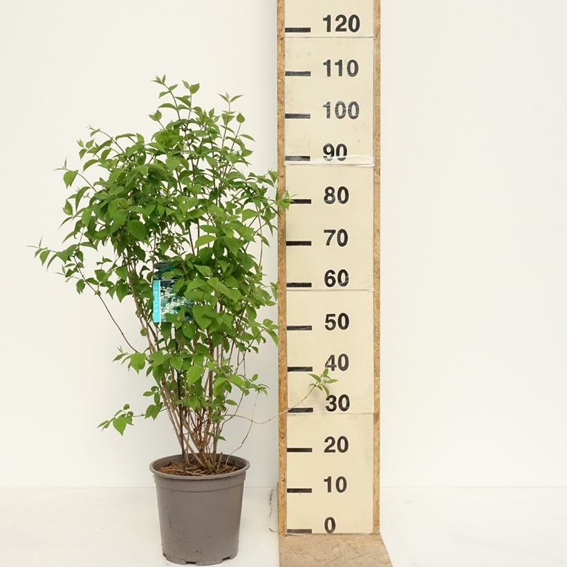 Spécimen de Philadelphus coronarius en pot de 6L/7L tel que livré au printemps