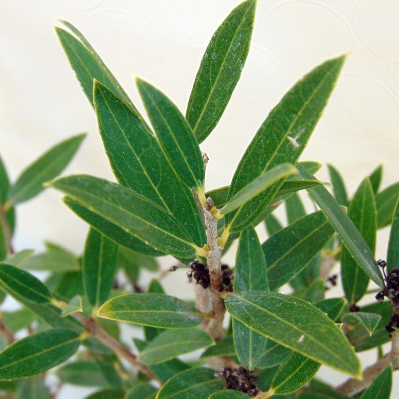 Phillyrea angustifolia - Filaire à feuilles étroites (Feuillage)