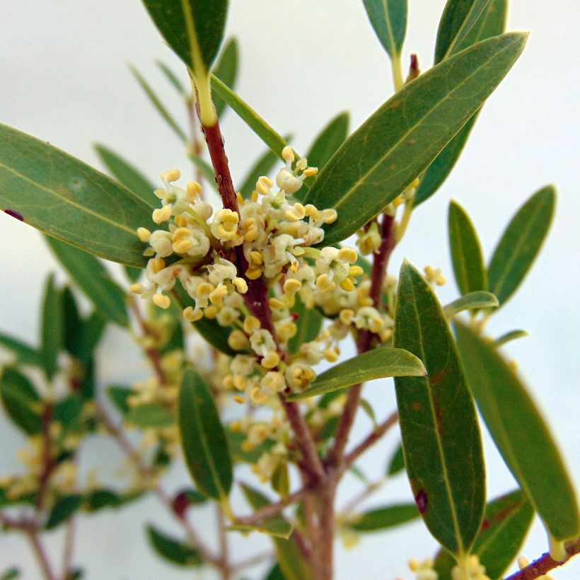 Phillyrea angustifolia - Filaire à feuilles étroites (Floraison)