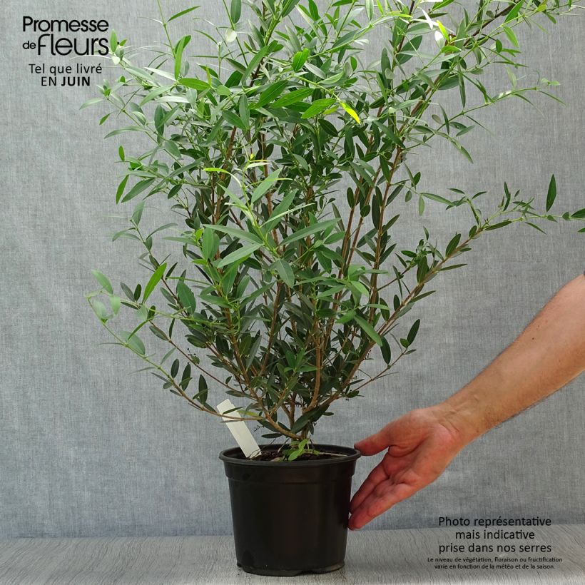 Spécimen de Phillyrea angustifolia - Filaire à feuilles étroites Pot de 2L/3L tel que livré en été