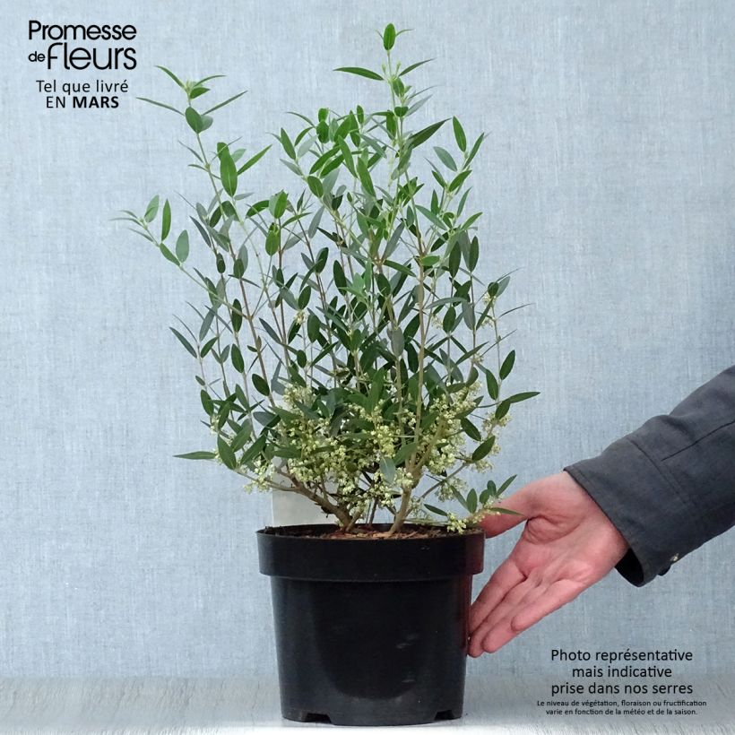Spécimen de Phillyrea angustifolia - Filaire à feuilles étroites tel que livré au printemps