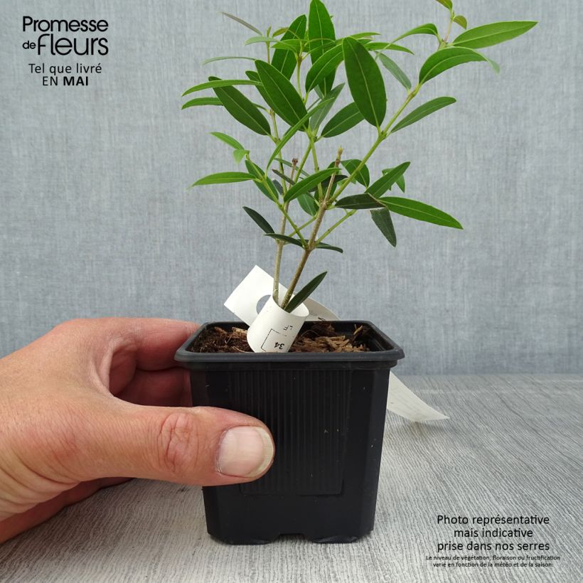 Spécimen de Phillyrea angustifolia Rosmarinifolia - Filaire à feuilles étroites - Godet de 8/9 cm tel que livré au printemps