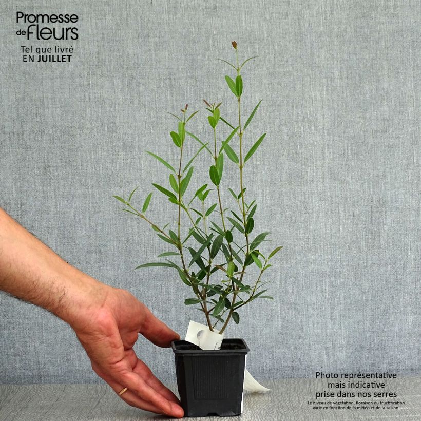 Spécimen de Phillyrea angustifolia Rosmarinifolia - Filaire à feuilles étroites Godet de 8/9 cm tel que livré en été
