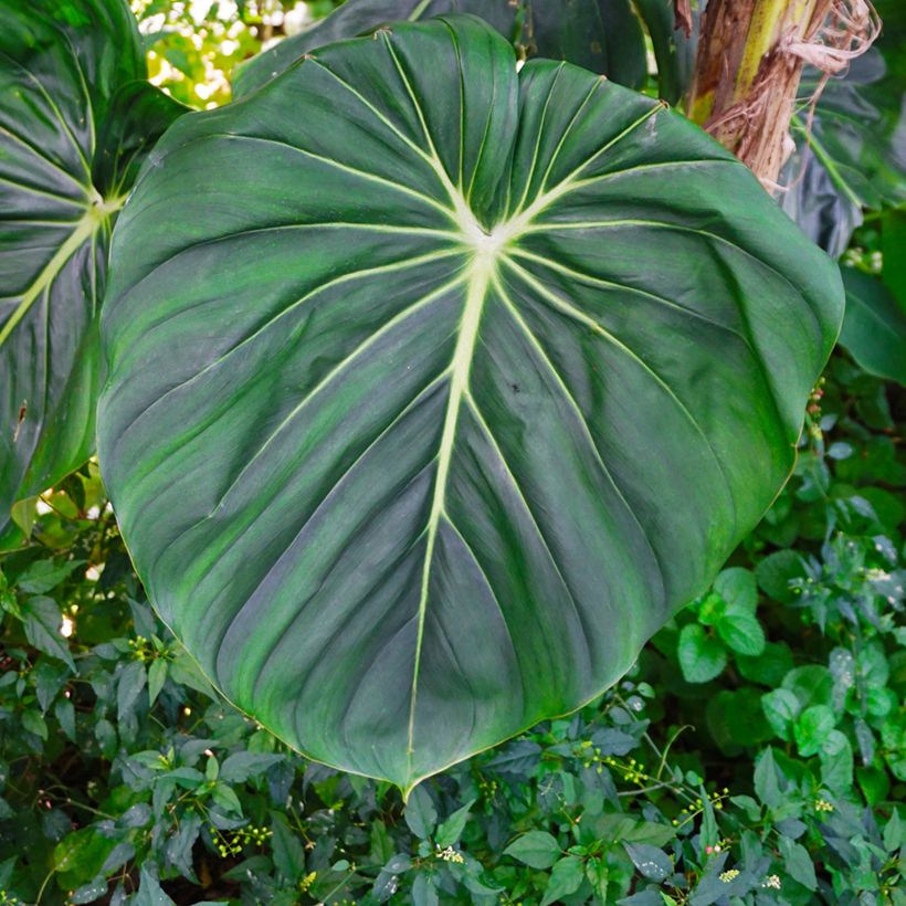 Philodendron gloriosum (Feuillage)