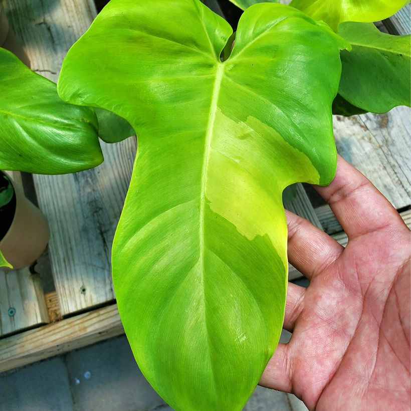 Philodendron Golden Violin (Feuillage)