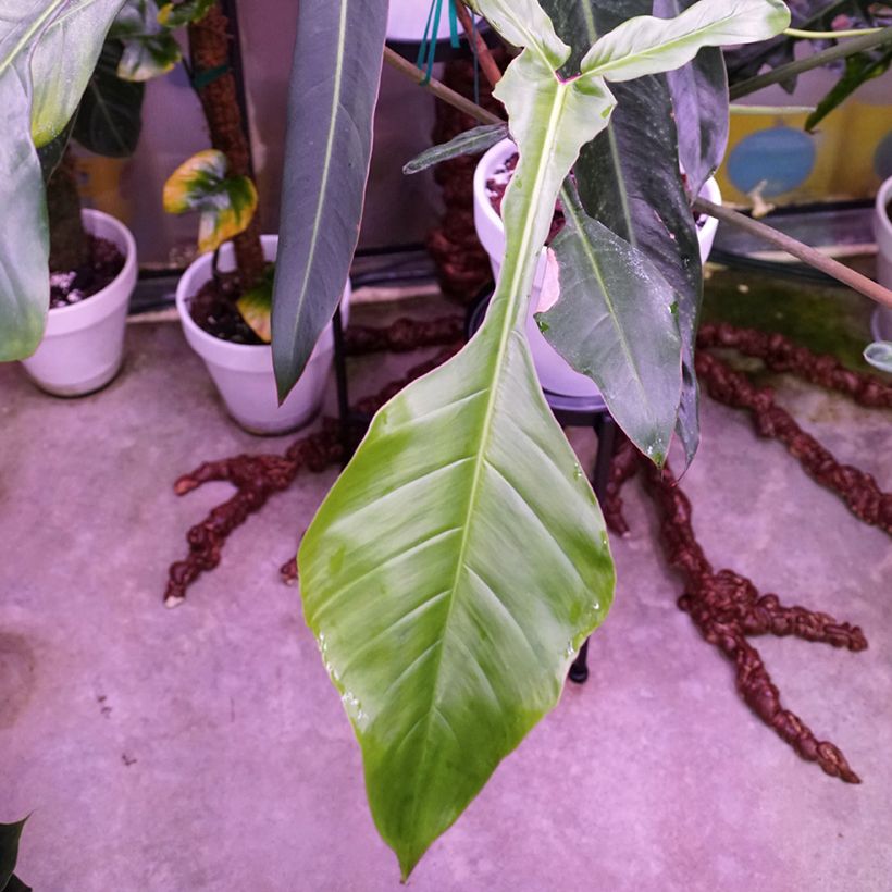 Philodendron x joepii (Feuillage)