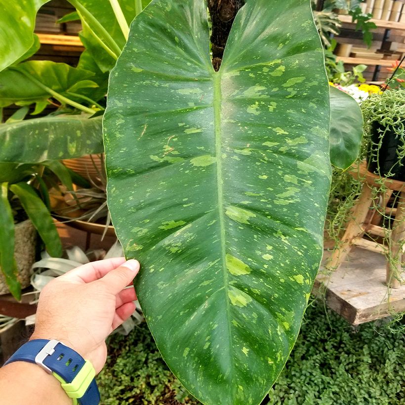 Philodendron Jose Buono (Feuillage)