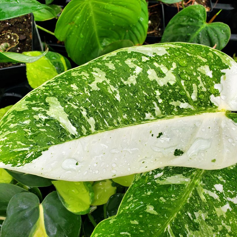 Philodendron Jose Buono (Feuillage)