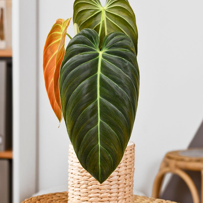 Philodendron melanochrysum (Port)