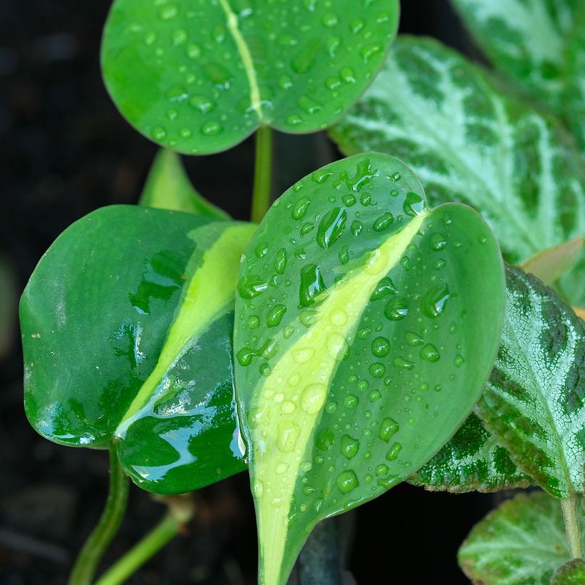 Philodendron scandens Brasil (Feuillage)