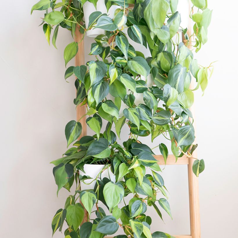 Philodendron scandens Brasil (Port)