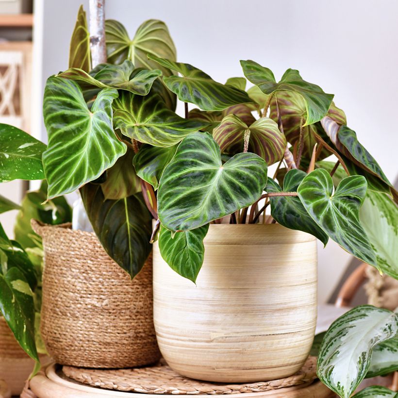 Philodendron verrucosum (Port)