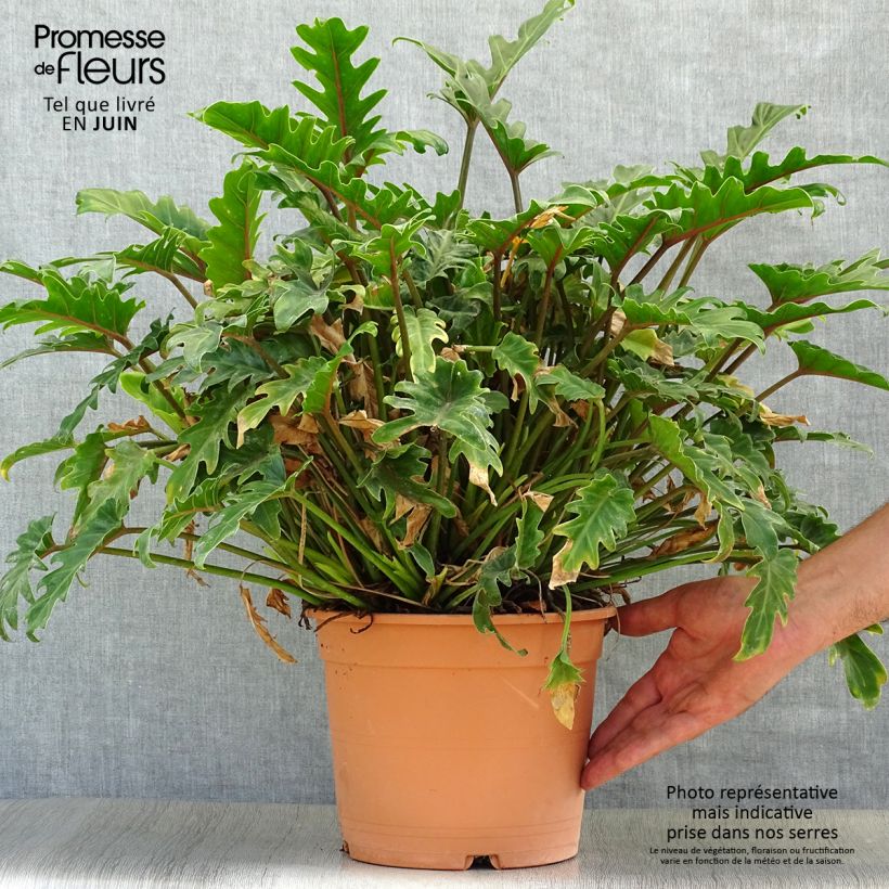 Spécimen de Philodendron xanadu - Thaumatophyllum Pot de 3L/4L tel que livré en été