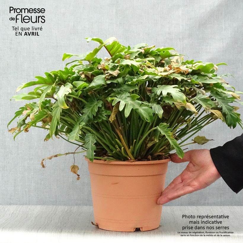 Spécimen de Philodendron xanadu - Thaumatophyllum tel que livré au printemps