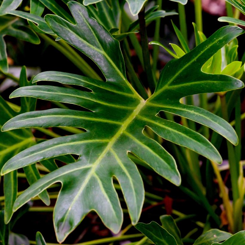 Philodendron xanadu - Thaumatophyllum (Feuillage)