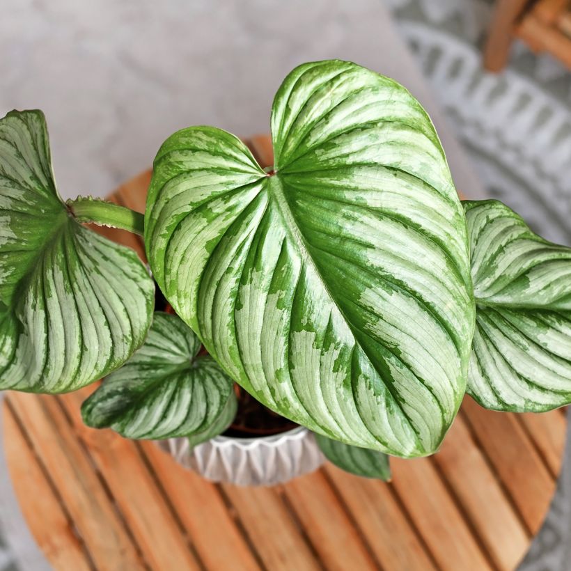 Philodendron mamei (Feuillage)