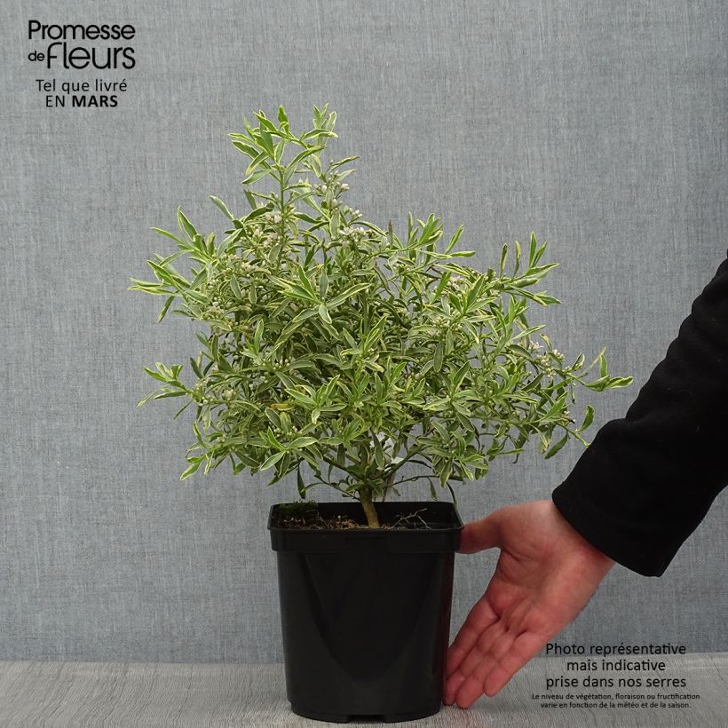 Spécimen de Philotheca (Eriostemon) myoporoides Gold Touch   tel que livré au printemps