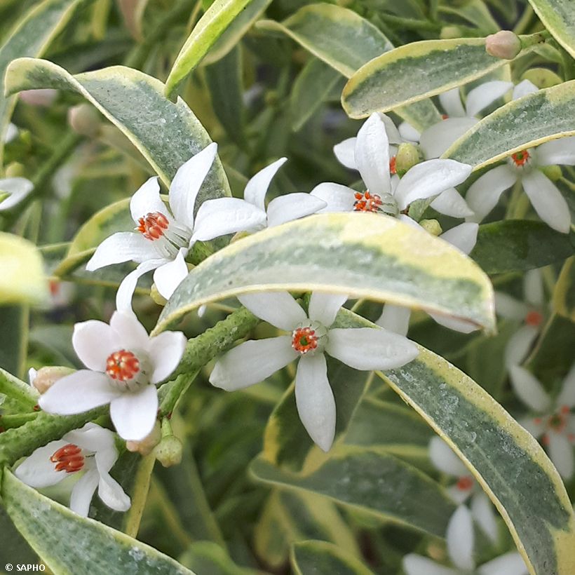 Philotheca (Eriostemon) myoporoides Gold Touch  (Floraison)