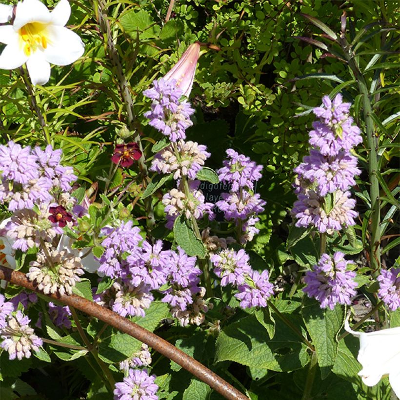 Phlomis du Cachemire - Phlomis cashmeriana (Floraison)