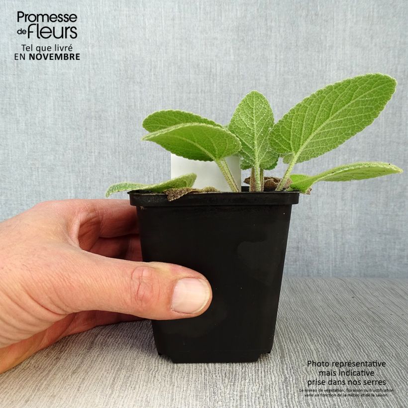 Spécimen de Phlomis de Russell - Phlomis russeliana tel que livré en automne
