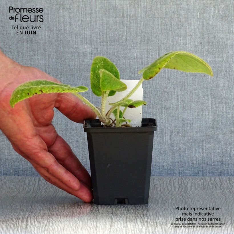 Spécimen de Phlomis de Russell - Phlomis russeliana Godet de 8/9 cm tel que livré en été
