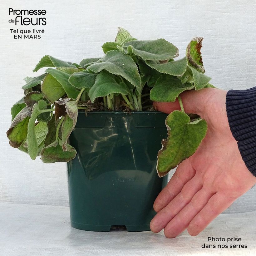 Spécimen de Phlomis de Russell - Phlomis russeliana en pot de 2/3 litres tel que livré au printemps