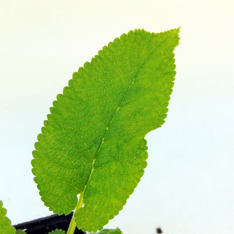 Phlomis du Cachemire - Phlomis cashmeriana (Feuillage)